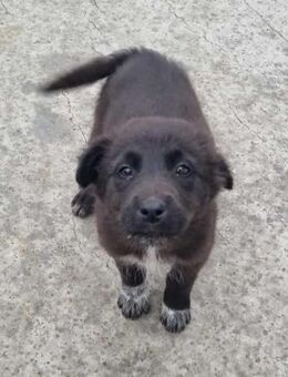 Dag von kettenlos - Bollingstedt