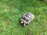 Griechische Landschildkröte (Testudo hermannni) zu verkaufen - Königslutter (Elm) Zentrum