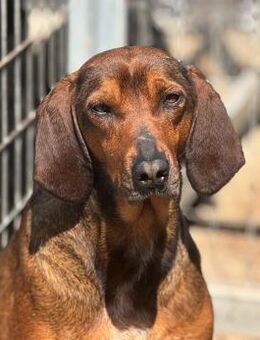 Buddy Mix Rüde ca.4,5 Jahre alt in GR - Reutlingen