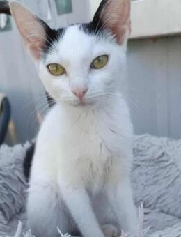 Kleine Kali sucht Zuhause 🩷 - Stelle
