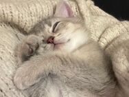BKH Kater abzugeben 9 Monate - Neumünster Innenstadt
