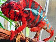 Suche : Furcifer padalis Red Body Blue Bar etc. - Kropp