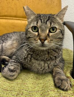 Quevedo; sucht Katzenreich - bietet Lieb - Geilenkirchen