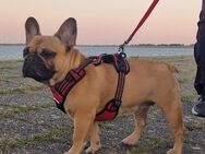 Französische bulldogge abzugeben - Bonn Nordstadt