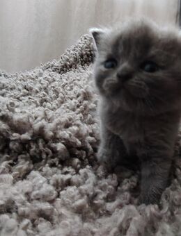 ***** BKH Kater Welpe ***** in "BLUE" (GRAU) ***** - Zarrendorf