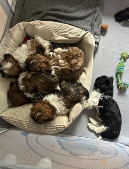 Shih-Tzu Welpen - Nettetal