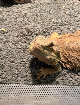 Bartagame in gute Hände abzugeben - Herzogenrath