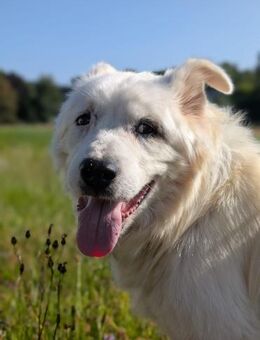 Gnadenplatz gesucht - Bochum