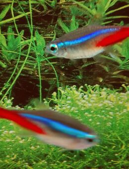 Neonsalmler - Hohenroth