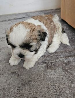 3 Shih- Tzu (Shih- Poo) Rüden Welpen abzugeben - Seehausen (Altmark, Hansestadt)