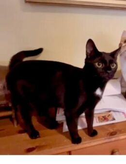 🐾Verspielter Schmusekater Benny🐾 - Eislingen (Fils)