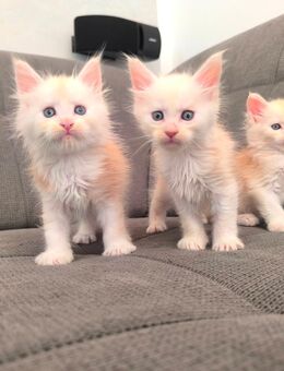 Reinrassige Maine Coons - Alsleben (Saale)