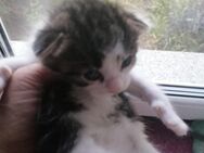 Kleine Katzedame sucht ein neues Zuhause - Bad Liebenwerda Zentrum