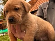 Labrador Welpen in schwarz und foxred, Thüringen, Bad Langensalza - Bad Langensalza