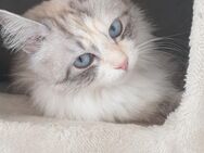 Neva masquarade katze - Burgstetten