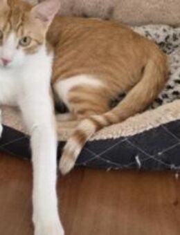 Lebensfroher Fabi sucht Couchplatz - München