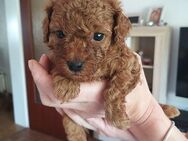 Wunderschöne Zwergpudel Apricot-Red an liebevolle Hundeeltern abzugeben - Hamburg