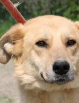 Corneto - verspielt u. kinderlieb - Lohra