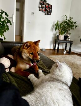 Shiba Inu Hündin - Wiesbaden