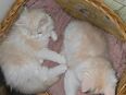 Perser mix Kater in 41372