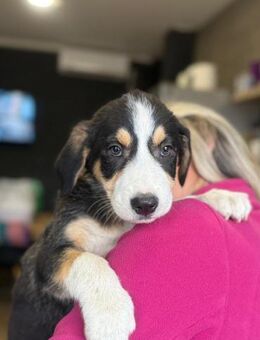 Leela sucht ihre Menschen - München