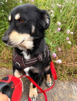 Thea sucht ein liebevolles Zuhause - Blankenheim (Nordrhein-Westfalen)