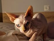 Reinrassige Canadian Sphynx mit Papieren - Plauen