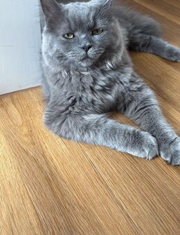 Britisch Langhaar/ Maincoon Mix Kater kastriert, 11 Monate - Havixbeck