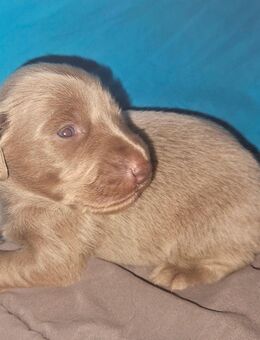 Weimaranerwelpe (Langhaarrüde) mit BKV-Papieren - Wachtberg