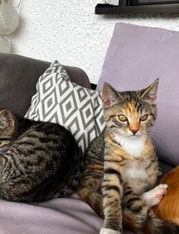 Britisch Kurzhaar Mix Kitten suchen liebevolles und dauerhaftes Zuhause - Fuchsmühl
