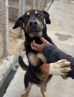 Quino von kettenlos - Bollingstedt