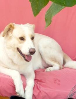 RENO- FREUND FÜRS LEBEN - Algermissen