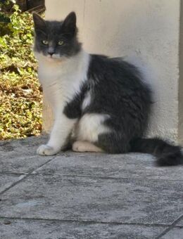 Langhaarkatze Tinka aus dem Tierschutz - Grevenbroich