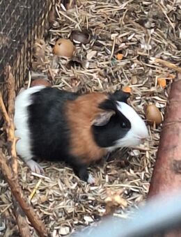Meerschweinchen aus Außenhaltung - Schloß Holte-Stukenbrock Schloß Holte