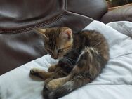Kitten Katzenbabies katzenbaby katzen - Iserlohn Zentrum