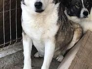 YUKI , Gnadenplatz gesucht - Bonndorf (Schwarzwald)