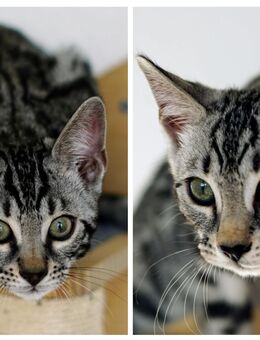 HAPPY-HOME GESUCHT!!! Reinrassige Bengal-Kitten mit Stammbaum - Rottweil