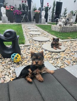 Yorkshire Terrier welpen/ Chip - Simbach
