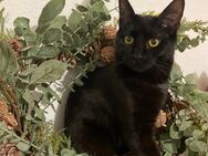 Zwei Katzen, zu Hause gesucht - Stuttgart