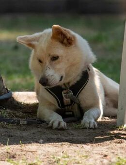Zuhause für besonderen 🐕 CREAM 🆘🆘🆘 - München