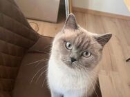 Britisch Kurzhaar Katze BKH Blue Point british shorthair - Bremen