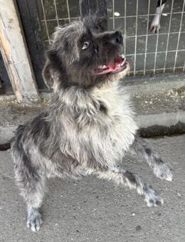 ROXANNE - TEMPERARMENTVOLLE HÜNDIN - Nörten-Hardenberg