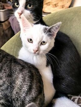 Katze GHOSTY möchte gesehen werden! - Augsburg