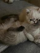 Exotic Shorthair Kitten in 67466