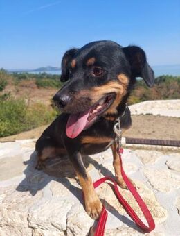 ♥️Szafalade♥️ ein Name aus 1001 Nacht! - Remagen