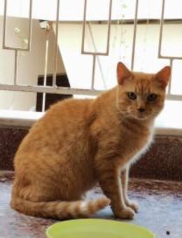 Mimis aus dem Tierschutz - Grevenbroich