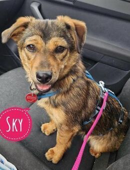 Sky ein schüchternes kleines Mädchen - Flörsheim-Dalsheim