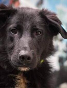 🖤🩵 BONZAI 🩵🖤 - SUCHT SEIN GLÜCK - Alfeld (Leine)