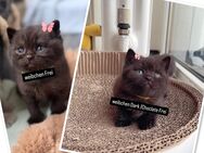 reinrassige BKH Kitten in Lilac/ Dark Choclate - Köln