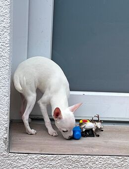Chihuahua welpen - Bonn